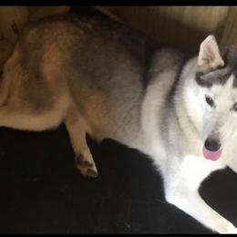 Nikita - Siberian Husky