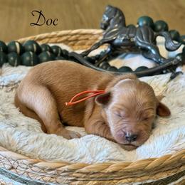 Doc- Orange - Apricot male Goldendoodle puppy in Bay City, Texas from Charming Doods Goldendoodles