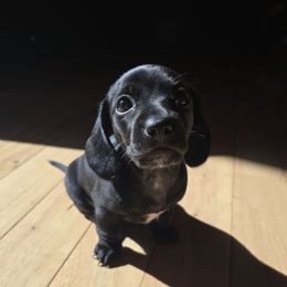 Girl 1 - Black female Dachshund puppy in Rutherfordton, North Carolina from Ziva's Friends