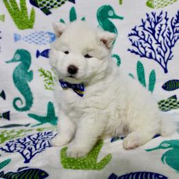 Lincoln - White male Siberian Husky puppy in Lunenburg, Vermont from SNOW WOOLY HUSKY