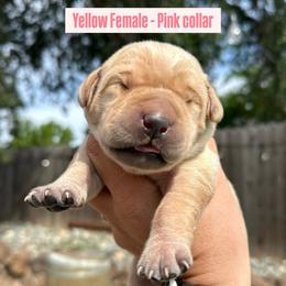 Pink Collar - Yellow female Labrador Retriever puppy in Galt, California from On My Side Kennels