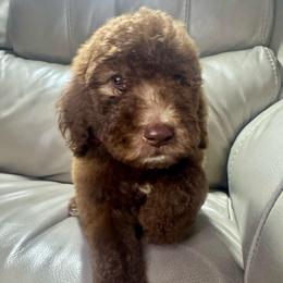 Merlin - Brown and white male Aussiedoodle puppy in Lake City, Florida from Dream Hollow Farm