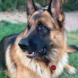 Jupi - German Shepherd