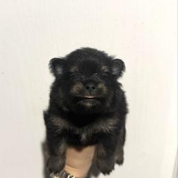 Rocky - Tri-colored male Pomeranian puppy in Lillington, North Carolina from Dignified Poms