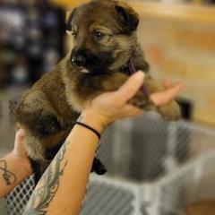 German Shepherd Puppies from Brown PND German Shepherds