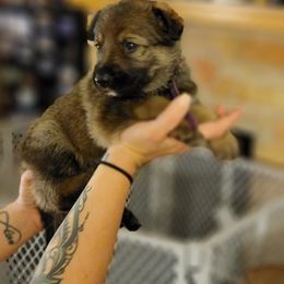 German Shepherd Puppies from Brown PND German Shepherds