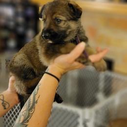 German Shepherd Puppies from Brown PND German Shepherds