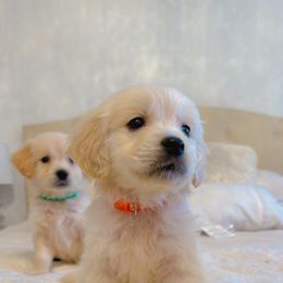 Golden Retriever Puppies from Goldens of Hope