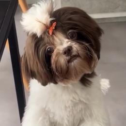 Say - Shih Tzu