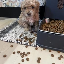 Cavapoo, Cockapoo, Goldendoodle, and Maltipoo Puppies from Perdue Puppies