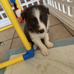 Spot On Pooh - White and seal male Border Collie puppy in Avondale, Louisiana from Spot On Border Collies