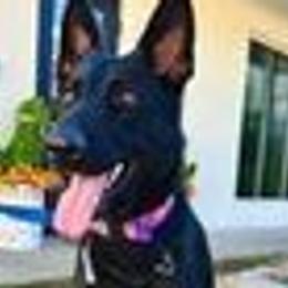Ryker - German Shepherd