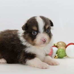 Boy 1 - Red tri-color male Miniature American Shepherd puppy in Childress, Texas from Taylor Farms