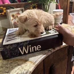 Mac - Wheaten male Scottish Terrier puppy in San Diego (Jamul), California from Lee Valley Scotties