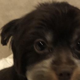 Coco - Yorkshire Terrier
