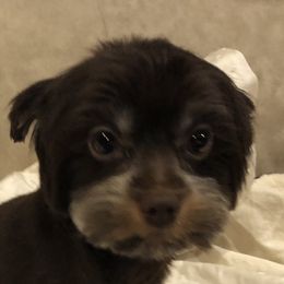 Coco - Yorkshire Terrier