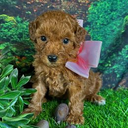 Pink Collar Girl - Red  female Goldendoodle puppy in Waterford, California from Windy Hill Doodles