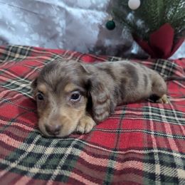 Dachshund Puppies from Knox Ridge Dachshunds