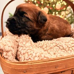 Boy 2 - Wheaten male Soft Coated Wheaten Terrier puppy in Fowler, Ohio from Warzalas wheatens