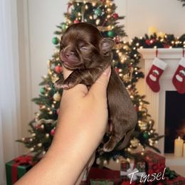 Tinsel - TINY - Chocolate female Chihuahua puppy in Bulls Gap, Tennessee from Smokey Mountain Chihuahuas