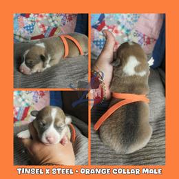 Orange Male - Sable male Pembroke Welsh Corgi puppy in Wayne City, Illinois from Lash Livestock & Corgis