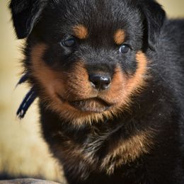 Rottweiler Puppies from Gottlïchen Rottweilers