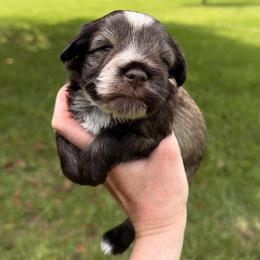 Lincoln - Liver male Miniature Schnauzer puppy in Silver Creek, Mississippi from Mamie’s Minis, LLC