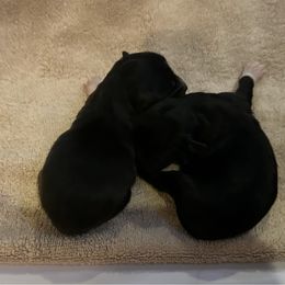 Aengus de La Rive - Black male Pyrenean Shepherd puppy in Ripley, Ohio from La Rive Pyr Sheps LLC