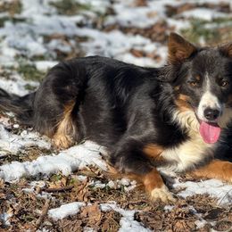 June - Border Collie