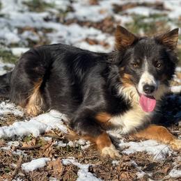June - Border Collie