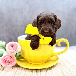 Bieber - Chocolate male Australian Labradoodle puppy in Denton, Texas from Liberty Hill Labradoodles