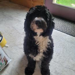 Bonita - Portuguese Water Dog