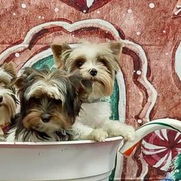 Biewer Terriers and Havanese from Country Sweet Havanese and Bee Happy Biewers