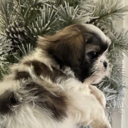 Dodger - Tricolor male Shih Tzu puppy in Clovis, California from California Dreamin’ Shih Tzus