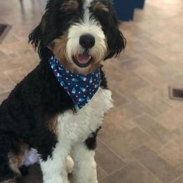 Bernedoodle All Grown Up from Backwoods Bernedoodles