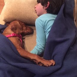 Vizsla Puppies from Mill Pond Farm Vizslas