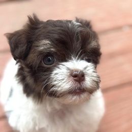 Havanese Puppies from palmetto puppies