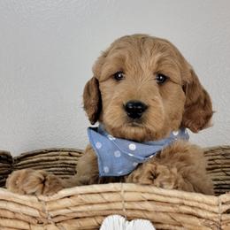 Paddington - Red  male Goldendoodle puppy in Temecula, California from Oodles O'Doodles