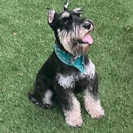 Jack - Miniature Schnauzer