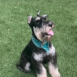Jack - Miniature Schnauzer