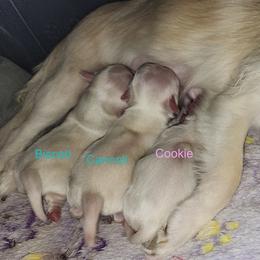 Biscotti - Cream and white male Chihuahua puppy in Jacksonville, Florida from Precious Paws of Florida - Chihuahuas