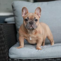 Blue Fawn Female French Bulldog - AKC - Blue fawn female French Bulldog puppy in Gulf Breeze, Florida from SW Frenchies