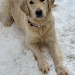 Vada - Light golden female Golden Retriever puppy in Duncan, South Carolina from Golden Retrievers of South Carolina