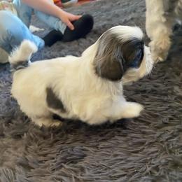 Dash - Black white and silver male Shih Tzu puppy in Riverhead, New York from Eastern Long Island Shih Tzu