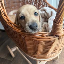 Theodore - Cream male Dachshund puppy in Pontotoc, Mississippi from Toddy Kennels