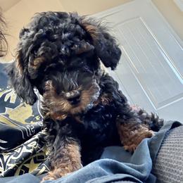 Poodle Puppies from Wanda Burton