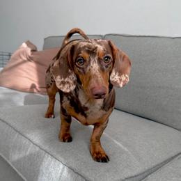 Peanut - Dachshund
