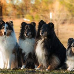 Shetland Sheepdogs from Promise Shelties