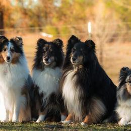 Shetland Sheepdogs from Promise Shelties