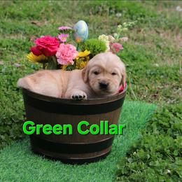 Green collar - Golden male Golden Retriever puppy in Cartersville, Georgia from Lakeside Golden Retrievers